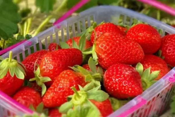 认识水果种类的方法和重点?了解水果种类要做好哪些细节?插图2 认识水果种类的方法和重点?了解水果种类要做好哪些细节?插图2