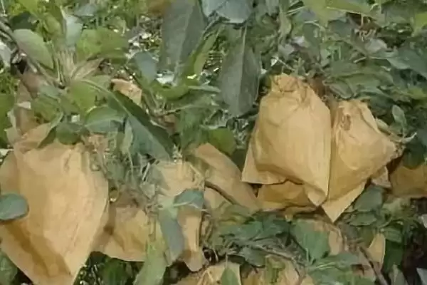 苹果套袋注意事项，应选用质量合格的纸袋插图3