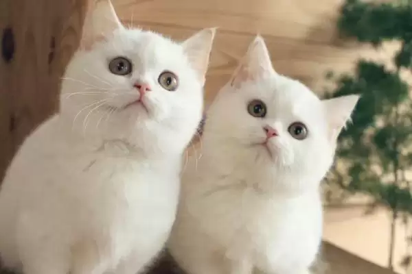 猫咪腿受伤了应该怎么处理 ,猫咪腿受伤可用碘伏消毒伤口插图1