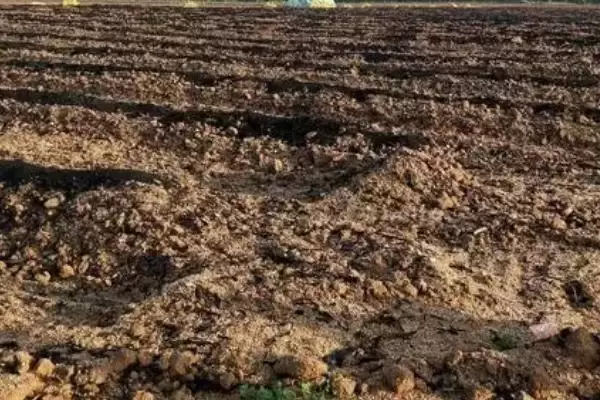 施用有机肥的方法和重点?养猪过程中施肥要做好哪些细节?插图3 施用有机肥的方法和重点?养猪过程中施肥要做好哪些细节?插图3