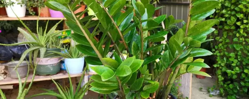 金钱树的繁殖方法 ,金钱树可采用哪些方法进行繁殖-会东网