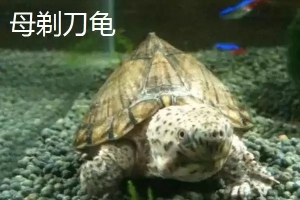 图片[6]-剃刀龟凶不凶？判断剃刀龟凶性要了解哪些生物习性和行为特点？-会东网