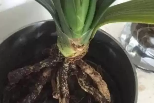 君子兰烂根的原因及防治 ,怎样综合防治君子兰烂根问题呢?插图4 君子兰烂根的原因及防治 ,怎样综合防治君子兰烂根问题呢?插图4