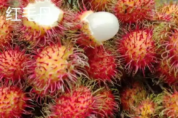 图片[4]-了解我国大陆地区最贵水果的方法和重点？认识大陆最贵水果要做好哪些细节？-会东网