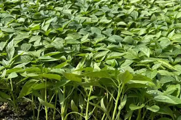 辣椒苗的价格范围 ,辣椒苗一株的价格是多少左右呢?插图2 辣椒苗的价格范围 ,辣椒苗一株的价格是多少左右呢?插图2