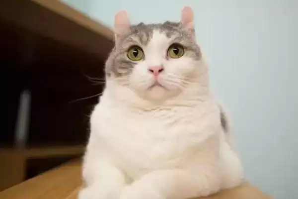 猫咪拉肚子脱水该怎么处理 ,猫咪拉肚子脱水需依原因针对性处理插图3