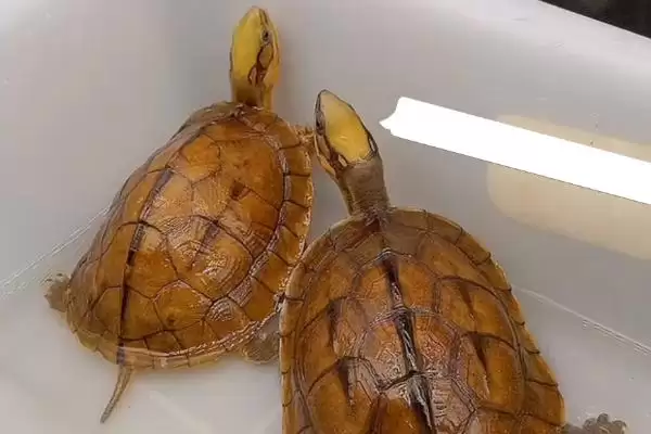 金钱龟的饲养方式 ,金钱龟适合干养还是水养呢插图1 金钱龟的饲养方式 ,金钱龟适合干养还是水养呢插图1