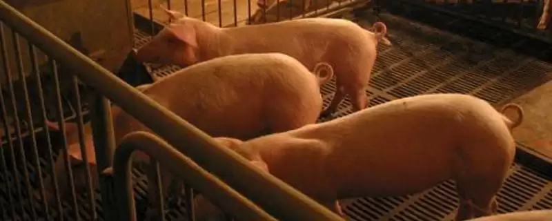 防治猪相关疾病的方法和重点？养猪要做好哪些疫病防控系统细节？-会东网