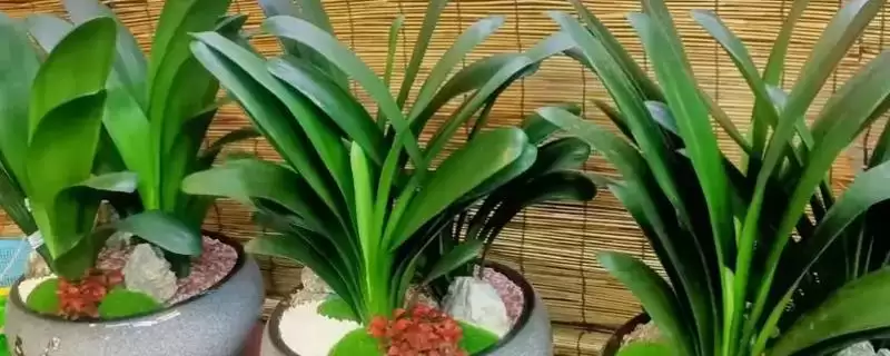 君子兰一年的生长情况 ,君子兰一年能长出多少片叶子呢？-会东网