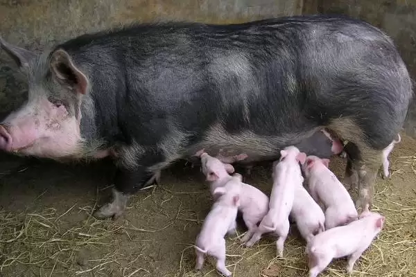 母猪妊娠诊断的常用方法有哪些呢,母猪妊娠诊断常用外观察、直肠触诊等法插图3