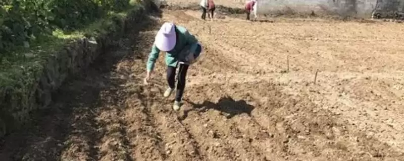 韭菜的播种时间 ,韭菜一年四季都能播种是真的吗？-会东网