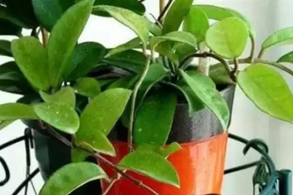 球兰换盆最佳时间解析：一年四季可换盆的优势及注意插图2