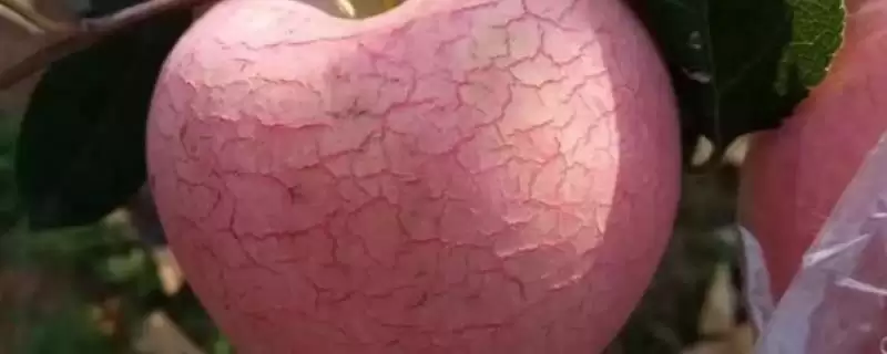 苹果水裂纹发生原因及防治方法,需对症下药-会东网