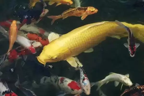 图片[8]-鲤鱼的适宜垂钓时间 ,鲤鱼在不同季节何时好钓？-会东网