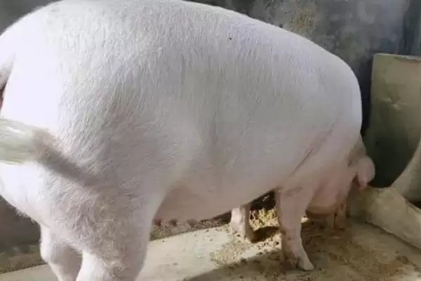 了解猪吃土好处的方法和重点？养猪要做好哪些行为习性分析细节？插图3