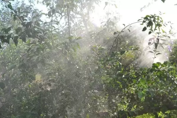苹果树农药全年配方表，不同季节的使用不同的农药插图5