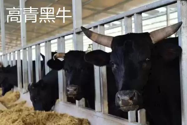 了解山东淄博高青县特产的方法和重点？探寻高青县特产要做好哪些细节？插图5