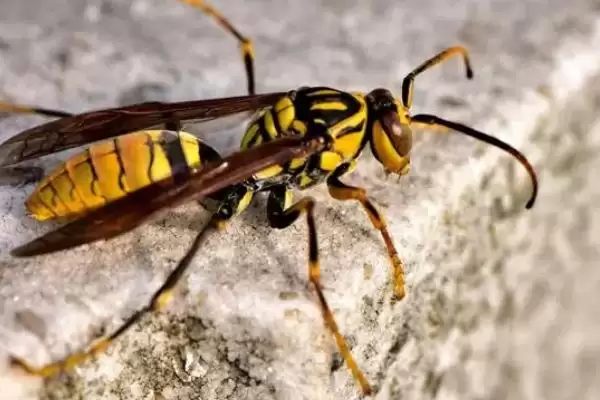 冬天马蜂都去哪里了，除了蜂王外都被冻死或饿死了插图1