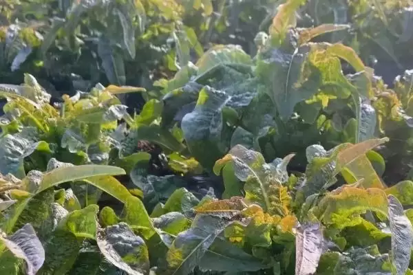 图片[2]-莴笋的种植方法？种植莴笋要遵循哪些科学的种植步骤和管理要点？-会东网