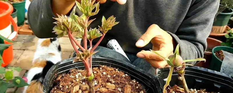 如何在春天嫁接牡丹？春天嫁接牡丹要掌握哪些关键的嫁接技巧？-会东网