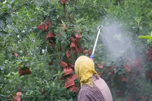 苹果为什么会出现裂纹,通常是因为患有苹果裂纹病插图4 苹果为什么会出现裂纹,通常是因为患有苹果裂纹病插图4