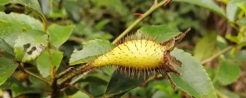 金樱子的形态特征 ,金樱子这种植物有何形态特征-会东网