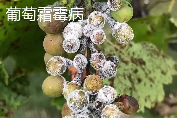 葡萄霜霉病和白粉病区分技巧:发病时间不同的关键特征插图1 葡萄霜霉病和白粉病区分技巧:发病时间不同的关键特征插图1