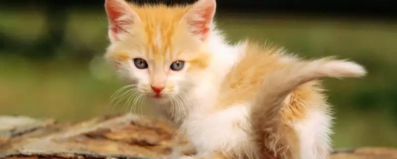 母猫什么时候闹猫最严重呢 ,母猫 6 月龄时晚上闹猫的情况会较严重-会东网