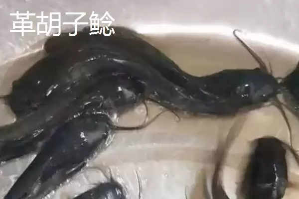 图片[5]-鲶鱼的美食清单：小型鱼类、虾类等食物的诱惑-会东网