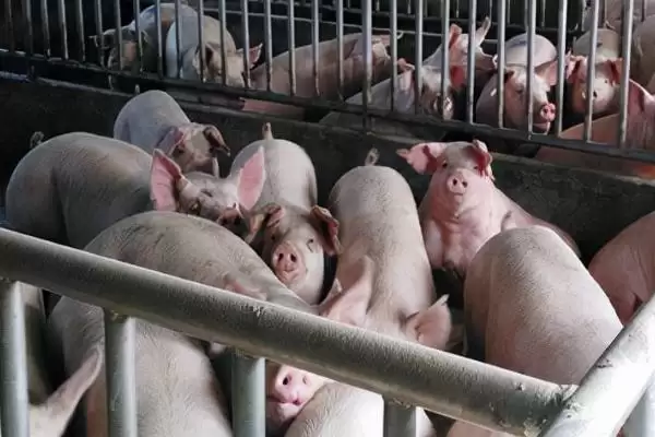 了解猪吃土好处的方法和重点？养猪要做好哪些行为习性分析细节？插图1