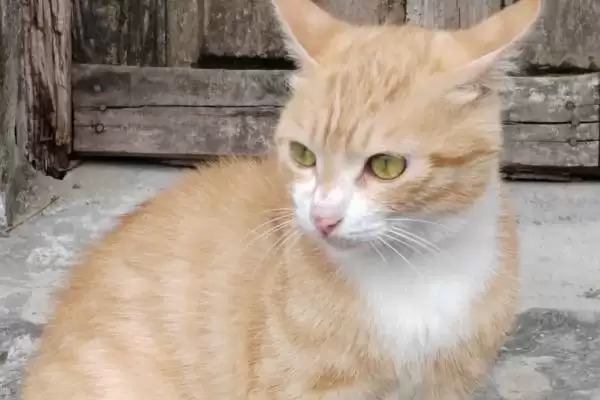 猫流口水的原因是什么 ,猫流口水和口腔病中毒有关吗插图1 猫流口水的原因是什么 ,猫流口水和口腔病中毒有关吗插图1