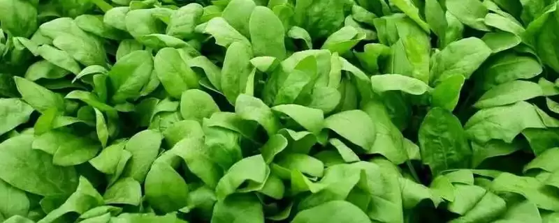 秋天种植蔬菜清单：菠菜、香菜、白菜、萝卜等适宜品种-会东网