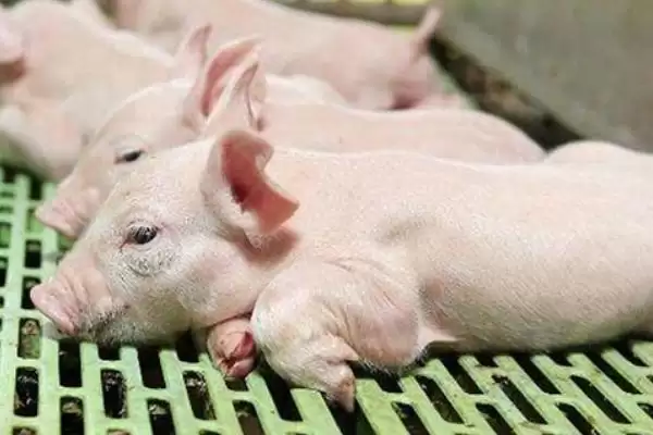 治疗仔猪腹泻的方法和重点？养猪要做好哪些治疗细节？插图1
