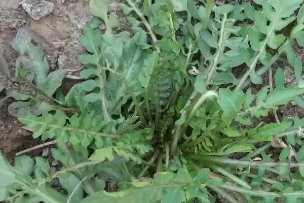 芥菜对光照的喜好 ,芥菜属于喜阴还是喜阳的作物插图3 芥菜对光照的喜好 ,芥菜属于喜阴还是喜阳的作物插图3