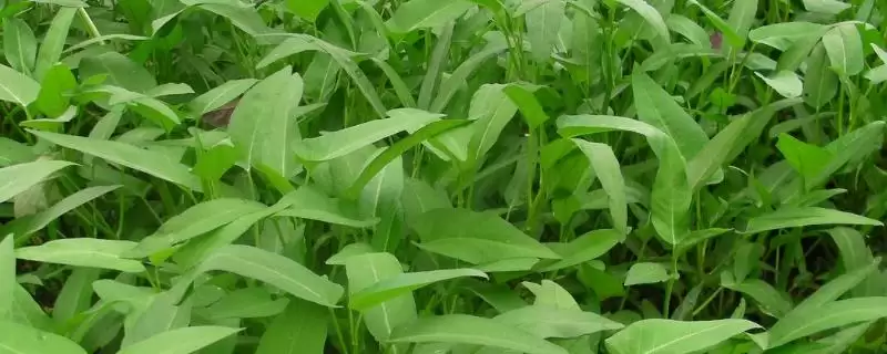 空心菜播种后的浇水方法 ,空心菜天气干燥时浇水频率如何?-会东网