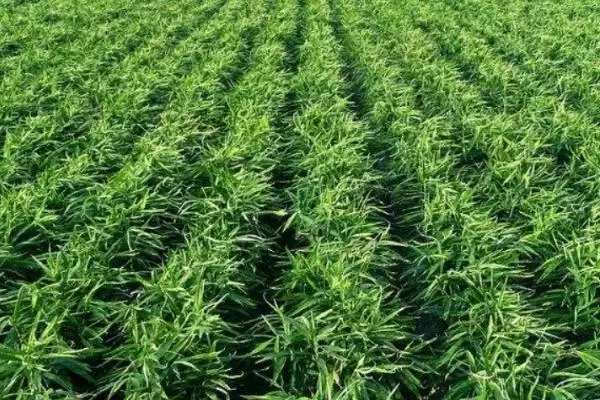 图片[7]-生姜高产种植方法？种植生姜实现高产要遵循哪些科学的种植方法？-会东网