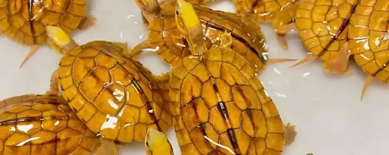 金钱龟与巴西龟的区别 ,金钱龟和巴西龟有何不同之处-会东网