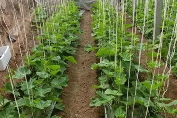 越冬水果型小黄瓜栽培技术的方法和重点?种越冬小黄瓜要做好哪些细节?插图5 越冬水果型小黄瓜栽培技术的方法和重点?种越冬小黄瓜要做好哪些细节?插图5