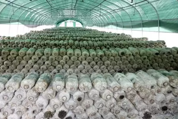 图片[4]-平菇在家种植攻略：菌包放在阴凉处的科学依据-会东网