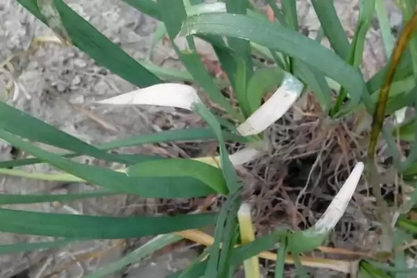 韭菜灰霉病的用药防治 ,韭菜灰霉病发病初期如何用药烟熏防治？插图1