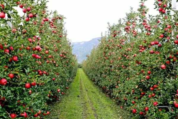 苹果为什么会着色不良以及如何防治,可能是品种差、缺少光照和营养等因素造成插图1 苹果为什么会着色不良以及如何防治,可能是品种差、缺少光照和营养等因素造成插图1