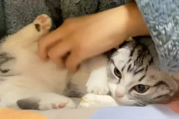 猫为什么会出现乱吃东西现象 ,猫乱吃东西一般因缺乏微量元素插图6 猫为什么会出现乱吃东西现象 ,猫乱吃东西一般因缺乏微量元素插图6