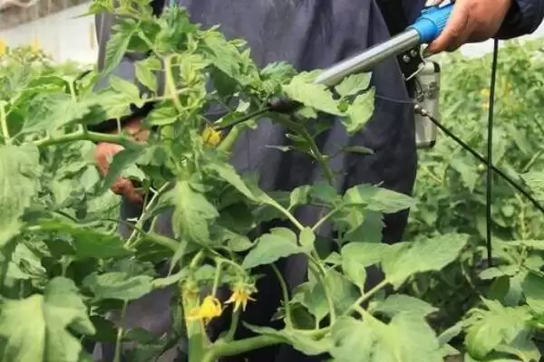 图片[5]-了解蔬菜农药安全间隔期的方法和重点？把握蔬菜农药安全间隔期要做好哪些细节？-会东网
