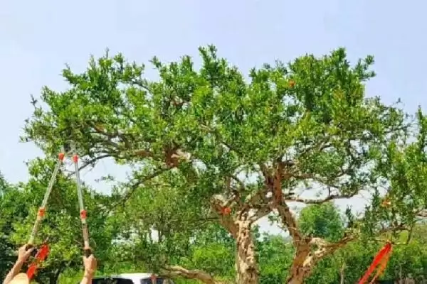 图片[7]-石榴树的外形特点，树冠内分枝多且叶对生或簇生-会东网