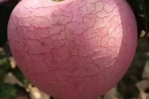 苹果为什么会出现裂纹,通常是因为患有苹果裂纹病插图6 苹果为什么会出现裂纹,通常是因为患有苹果裂纹病插图6