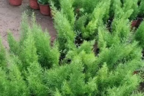 图片[4]-如何养香松？养护香松要掌握哪些关键的养护技巧和要点？-会东网