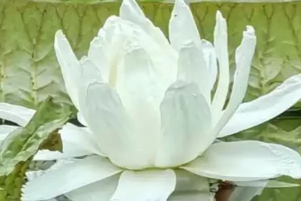 图片[6]-王莲能坐人吗？判断王莲能否坐人要考虑哪些植物结构和生长因素？-会东网