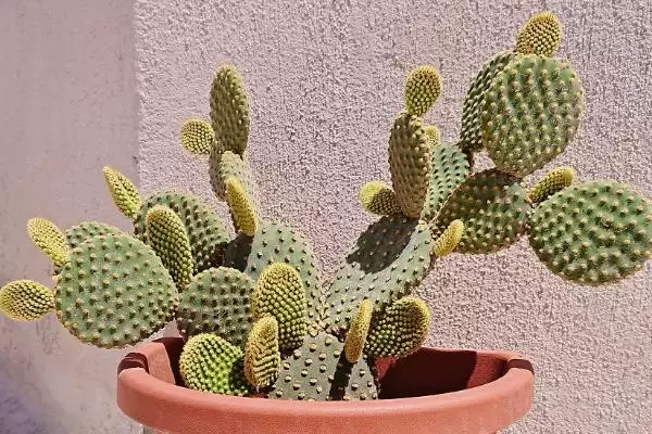 图片[4]-阳台暴晒绿植推荐：千日红、常春藤的顽强生命力-会东网