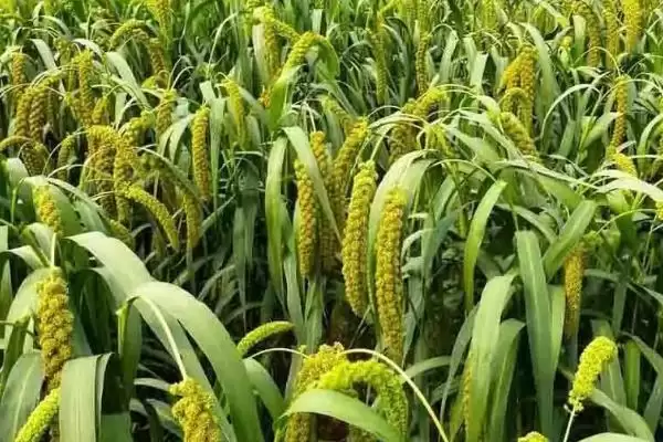 图片[6]-农村热门种植项目大集合：野菜、玫瑰、灵芝等的致富之路-会东网