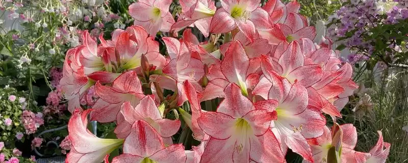 朱顶红开花次数的规律和要点？了解朱顶红开花次数需关注什么？-会东网